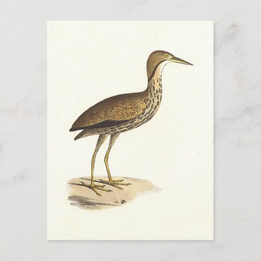 The American Bittern (Botaurus lentiginosus) Bird Postkarte (Vorderseite)