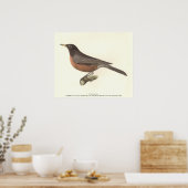 The American Robin (Turdus migratorius) NY Birds Poster (Küche)