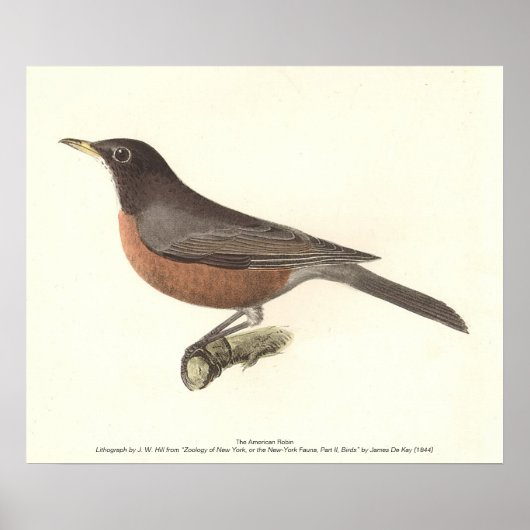 The American Robin (Turdus migratorius) NY Birds Poster (Vorne)