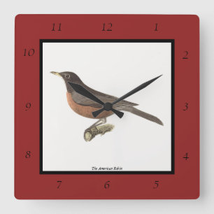 The American Robin (Turdus migratorius) NY Birds Quadratische Wanduhr