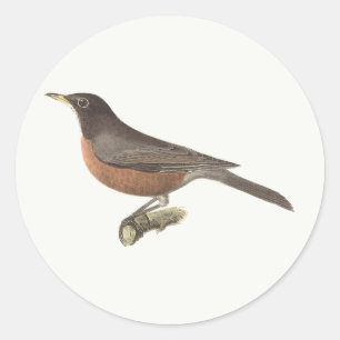 The American Robin (Turdus migratorius) NY Birds Runder Aufkleber