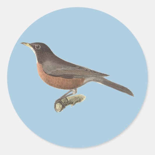 The American Robin (Turdus migratorius) NY Birds Runder Aufkleber (Vorderseite)
