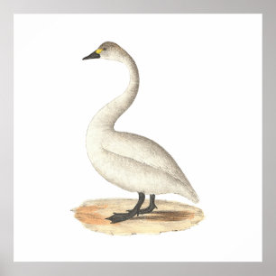The American Swan (Cygnus americanus) Poster