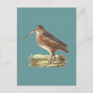 The American Woodcock (Rusticola minor) NY Bird Postkarte