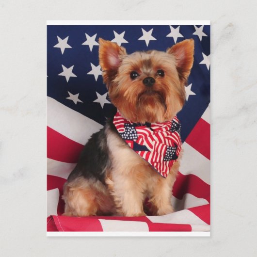 The American Yorkie Postkarte (Vorderseite)