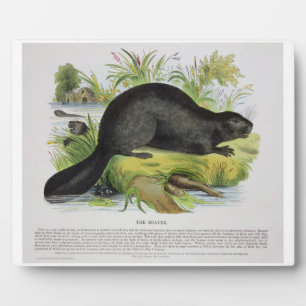 The Beaver, Educational Illustration Pub by the S Fotoplatte