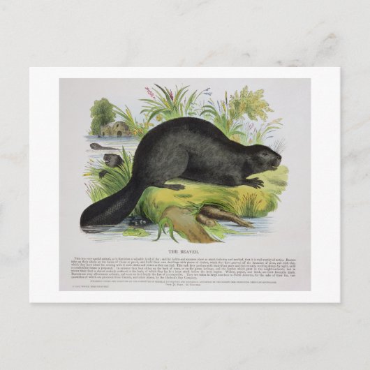 The Beaver, Educational Illustration Pub by the S Postkarte (Vorderseite)