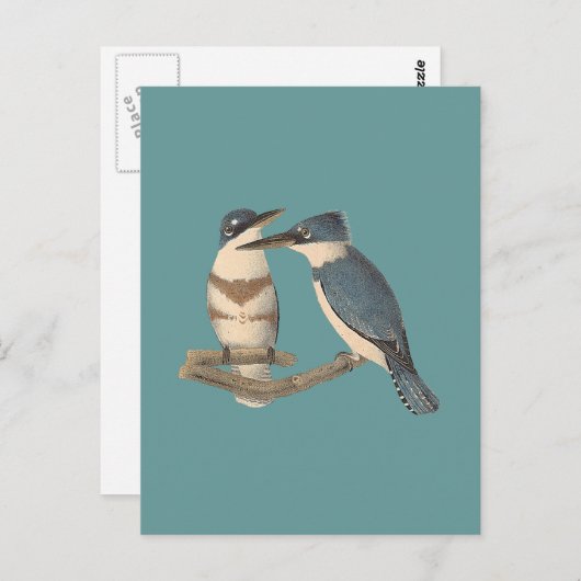 The Belted Kingfisher (Alava alcyon) NY Birds Postkarte (Vorne/Hinten)