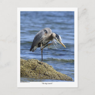 "The Big Scratch" Postkarten