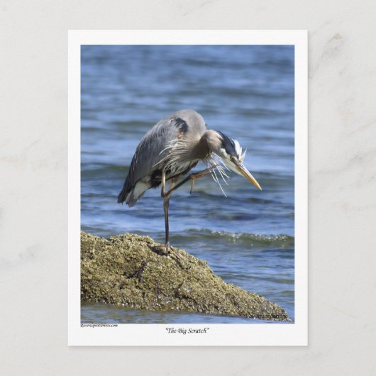 "The Big Scratch" Postkarten (Vorderseite)