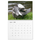 THE BLACK-HOODED DUCK 2026 CALENDAR KALENDER (Mär 2026)