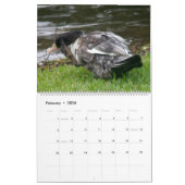THE BLACK-HOODED DUCK 2026 CALENDAR KALENDER (Feb 2026)