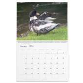 THE BLACK-HOODED DUCK 2026 CALENDAR KALENDER (Jan 2026)