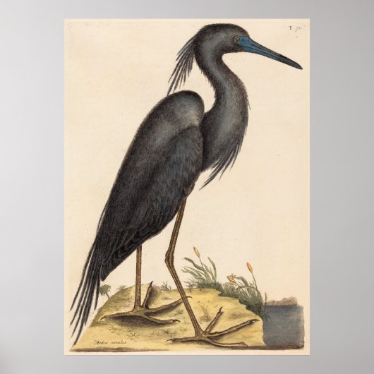 The Blue Heron (Ardea coerulea) Poster (Vorne)