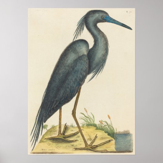 The Blue Heron Print von Mark Catesby Poster (Vorne)