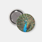 The blue peacock magnet (Vorderseite/Rückseite)