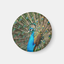 The blue peacock magnet