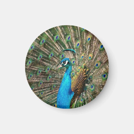 The blue peacock magnet (Vorne)