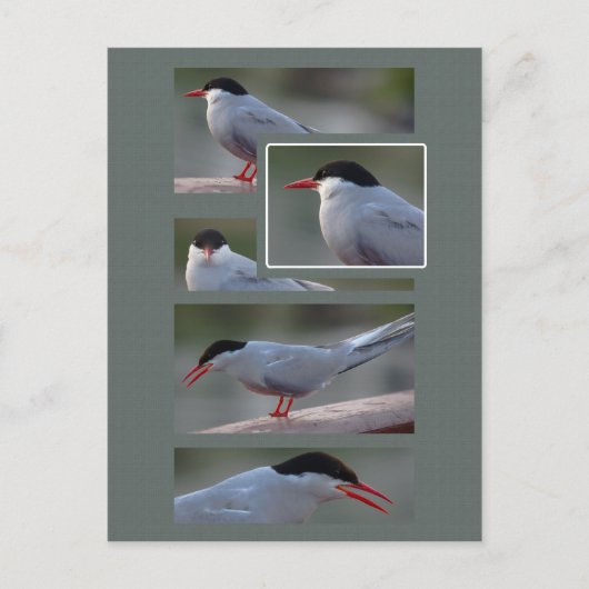 The Bridge Guardian CC0216 Postkarte (Vorderseite)