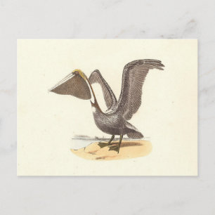 The Brown Pelican (Pelecanus occidentalis) NY Bird Postkarte