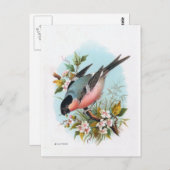 "The Bullfinch" Postkarte (Vorne/Hinten)