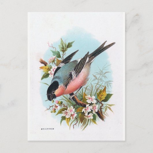 "The Bullfinch" Postkarte (Vorderseite)