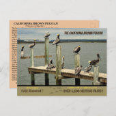 The California Brown Pelican - Feiertagspostkarte (Vorne/Hinten)