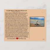 The California Brown Pelican - Feiertagspostkarte (Rückseite)