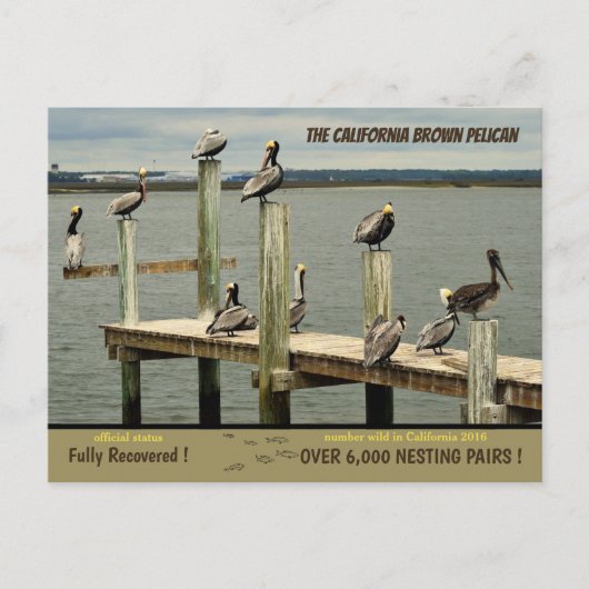 The California Brown Pelican - Feiertagspostkarte (Vorderseite)