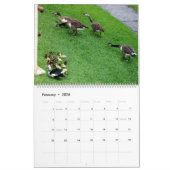 THE *CANADIAN GEESE* - *DUCKLINGS* STANDOFF 2026 KALENDER (Feb 2026)