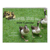 THE *CANADIAN GEESE* - *DUCKLINGS* STANDOFF 2026 KALENDER (Titelbild)