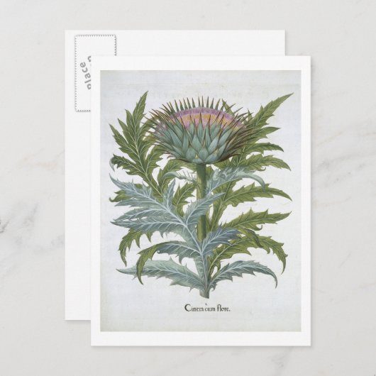 The Cardoon, from the 'Hortus Eystettensis' by Bas Postkarte (Vorne/Hinten)
