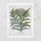 The Cardoon, from the 'Hortus Eystettensis' by Bas Postkarte (Vorderseite)