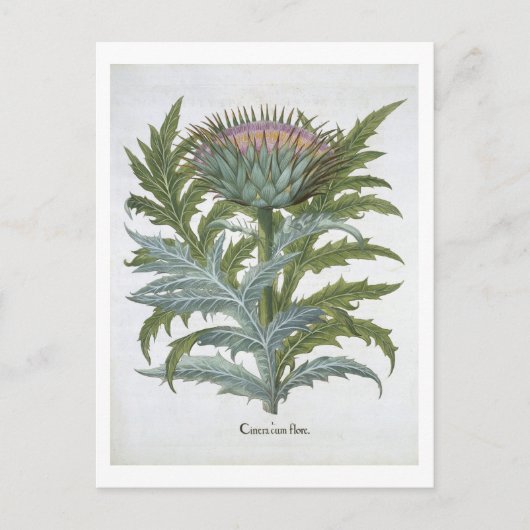 The Cardoon, from the 'Hortus Eystettensis' by Bas Postkarte (Vorderseite)