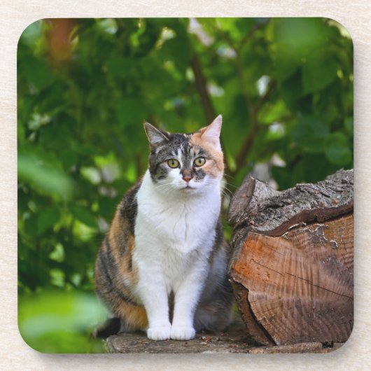 The Cat    Getränkeuntersetzer (Vorderseite)