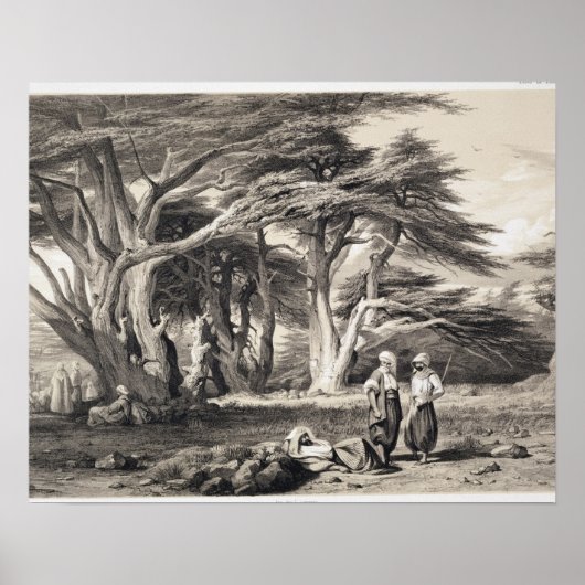 The Cedars of Lebanon, engraved by Freeman (sepia Poster (Vorne)