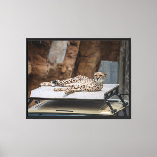 The Cheetah's Lounge Stretched Leinwanddruck