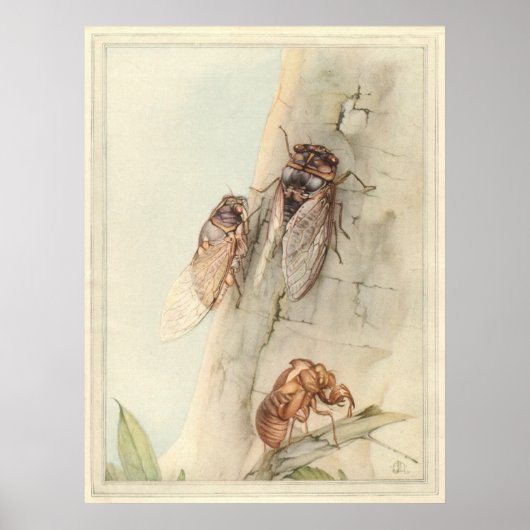 THE CICADA - Illustration des Insektenbuchs Poster (Vorne)