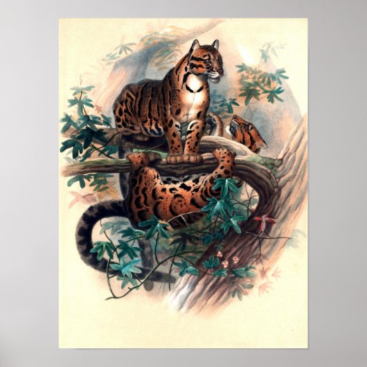 The Clouded Tiger Poster (Vorne)