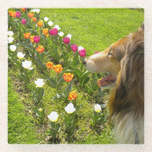 The Collie N the Tulips Trinket Box Glasuntersetzer (Vorderseite)