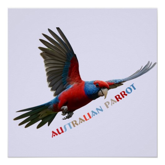 The colorful Australian Parrot Poster (Vorderseite)