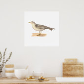 The Common American Gull (Larus zonorhyncus) Poster (Küche)