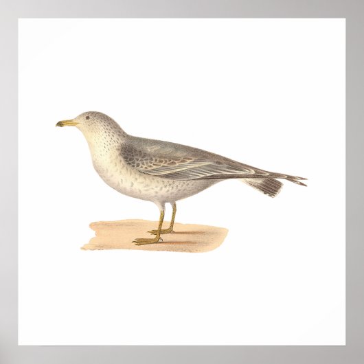 The Common American Gull (Larus zonorhyncus) Poster (Vorne)