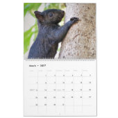 The Cover Eichhörnchen 2020 Calendar Kalender (Mär 2027)