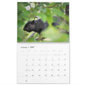The Cover Eichhörnchen 2020 Calendar Kalender (Jan 2027)
