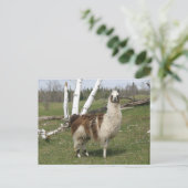 THE DAILY LLAMA POSTKARTE (Stehend Vorderseite)