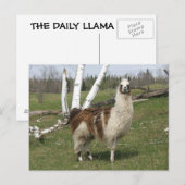 THE DAILY LLAMA POSTKARTE (Vorne/Hinten)