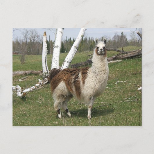 THE DAILY LLAMA POSTKARTE (Vorderseite)