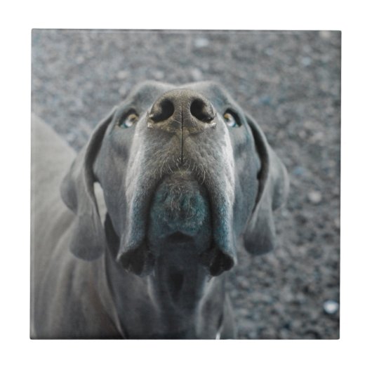 The Dane Nose Fliese (Vorderseite)