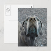 The Dane Nose Postkarte (Vorne/Hinten)